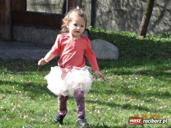 Zdjęcie w galerii na portalu naszraciborz.pl: Raciborskie Fikusie już po inauguracji sezonu wiadomości z regionu