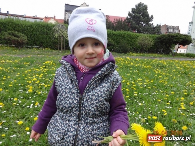 Zdjęcie w galerii na portalu naszraciborz.pl: Raciborskie Fikusie już po inauguracji sezonu wiadomości z regionu