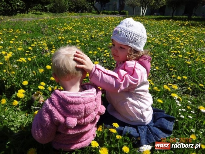 Zdjęcie w galerii na portalu naszraciborz.pl: Raciborskie Fikusie już po inauguracji sezonu wiadomości z regionu