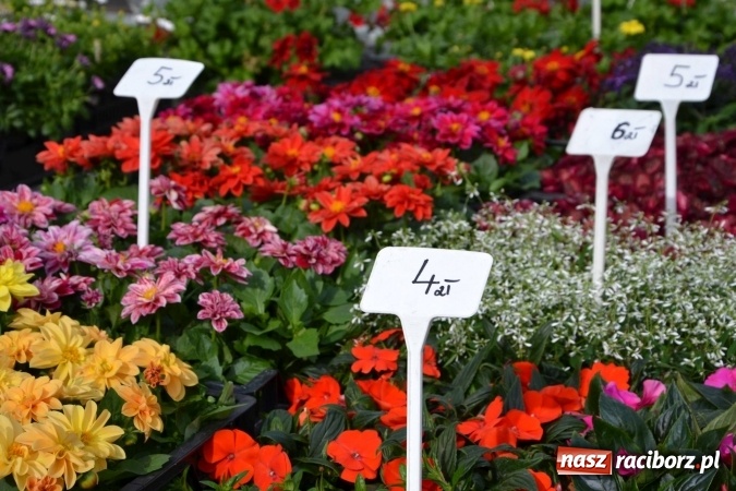 Zdjęcie w galerii na portalu naszraciborz.pl: IV Zamkowy Jarmark kwiatów, żywności ekologicznej i rękodzieła za nami wiadomości z regionu