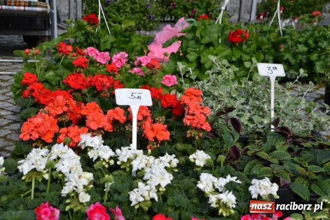 Zdjęcie w galerii na portalu naszraciborz.pl: IV Zamkowy Jarmark kwiatów, żywności ekologicznej i rękodzieła za nami wiadomości z regionu