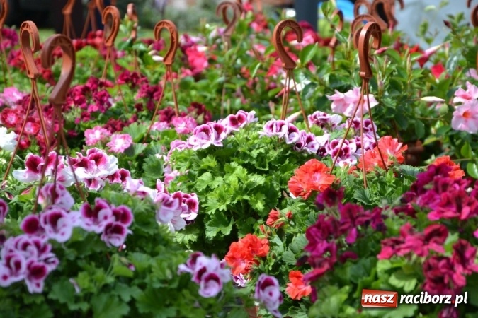 Zdjęcie w galerii na portalu naszraciborz.pl: IV Zamkowy Jarmark kwiatów, żywności ekologicznej i rękodzieła za nami wiadomości z regionu