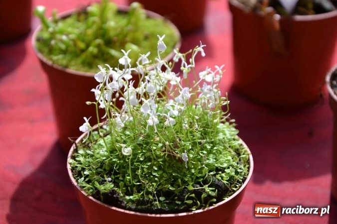 Zdjęcie w galerii na portalu naszraciborz.pl: IV Zamkowy Jarmark kwiatów, żywności ekologicznej i rękodzieła za nami wiadomości z regionu