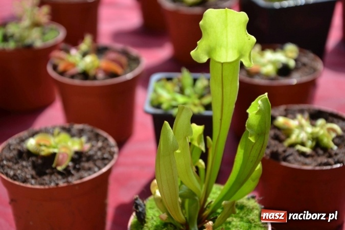 Zdjęcie w galerii na portalu naszraciborz.pl: IV Zamkowy Jarmark kwiatów, żywności ekologicznej i rękodzieła za nami wiadomości z regionu