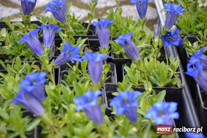 Zdjęcie w galerii na portalu naszraciborz.pl: IV Zamkowy Jarmark kwiatów, żywności ekologicznej i rękodzieła za nami wiadomości z regionu