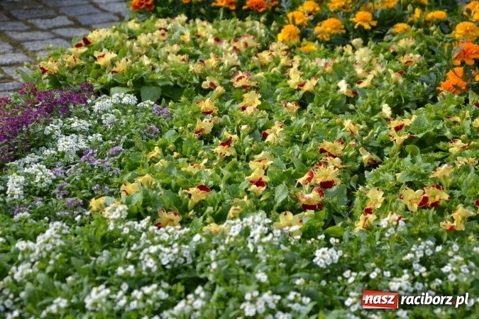 Zdjęcie w galerii na portalu naszraciborz.pl: IV Zamkowy Jarmark kwiatów, żywności ekologicznej i rękodzieła za nami wiadomości z regionu