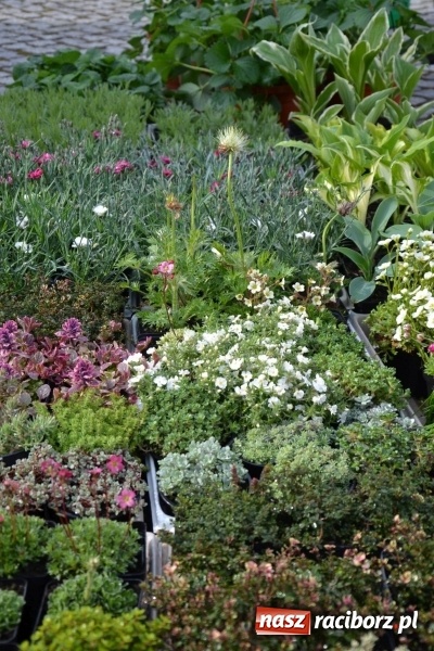 Zdjęcie w galerii na portalu naszraciborz.pl: IV Zamkowy Jarmark kwiatów, żywności ekologicznej i rękodzieła za nami wiadomości z regionu