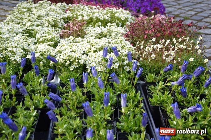 Zdjęcie w galerii na portalu naszraciborz.pl: IV Zamkowy Jarmark kwiatów, żywności ekologicznej i rękodzieła za nami wiadomości z regionu