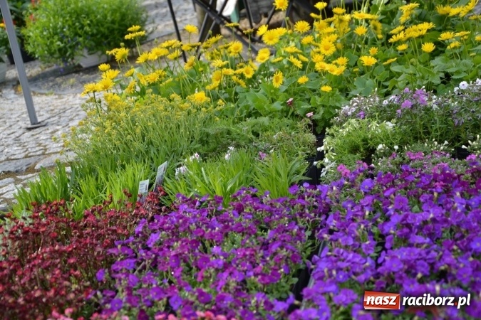 Zdjęcie w galerii na portalu naszraciborz.pl: IV Zamkowy Jarmark kwiatów, żywności ekologicznej i rękodzieła za nami wiadomości z regionu