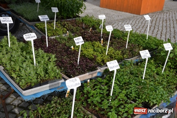 Zdjęcie w galerii na portalu naszraciborz.pl: IV Zamkowy Jarmark kwiatów, żywności ekologicznej i rękodzieła za nami wiadomości z regionu