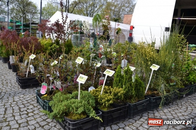 Zdjęcie w galerii na portalu naszraciborz.pl: IV Zamkowy Jarmark kwiatów, żywności ekologicznej i rękodzieła za nami wiadomości z regionu