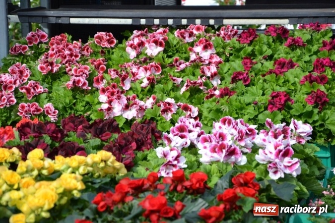 Zdjęcie w galerii na portalu naszraciborz.pl: IV Zamkowy Jarmark kwiatów, żywności ekologicznej i rękodzieła za nami wiadomości z regionu