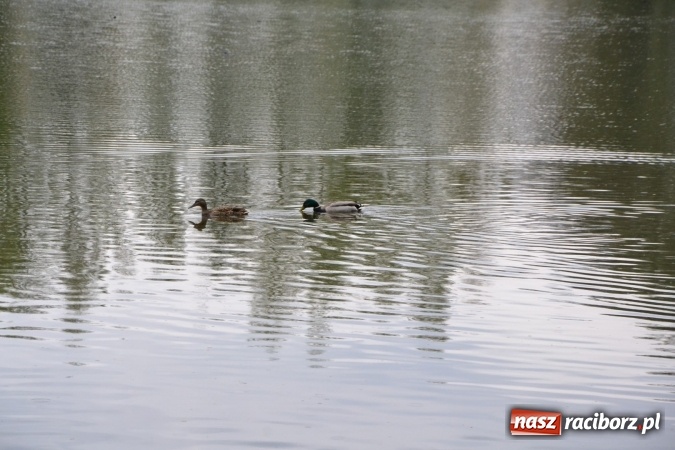 Zdjęcie w galerii na portalu naszraciborz.pl: Na Trzecioku otwarto sezon wędkarski  wiadomości z regionu