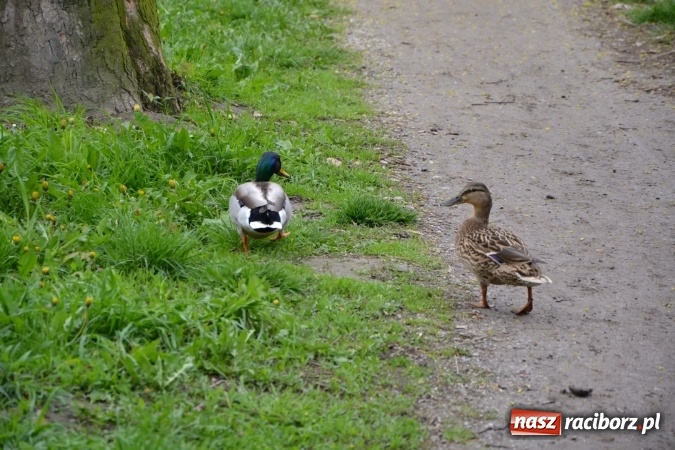Zdjęcie w galerii na portalu naszraciborz.pl: Na Trzecioku otwarto sezon wędkarski  wiadomości z regionu