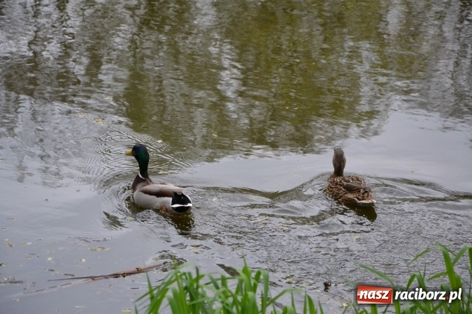 Zdjęcie w galerii na portalu naszraciborz.pl: Na Trzecioku otwarto sezon wędkarski  wiadomości z regionu