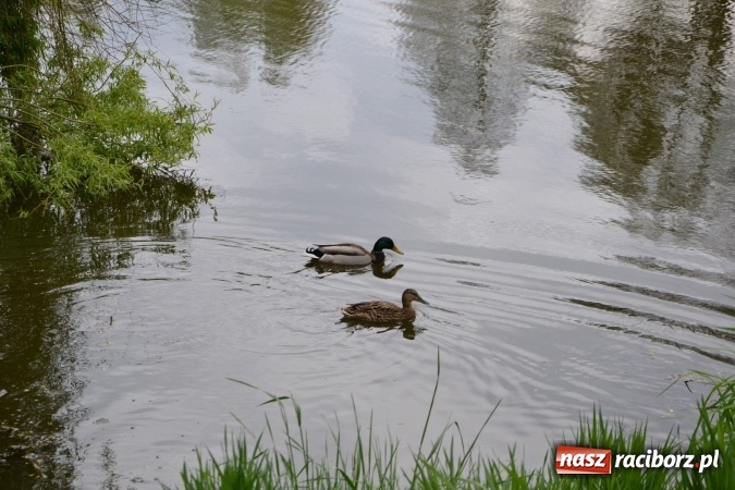 Zdjęcie w galerii na portalu naszraciborz.pl: Na Trzecioku otwarto sezon wędkarski  wiadomości z regionu