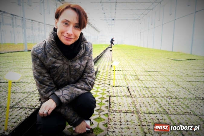 Zdjęcie w galerii na portalu naszraciborz.pl: Siedem milion&oacute;w sadzonek wyprodukuje szk&oacute;łka w Nędzy w tym sezonie wiadomości z regionu