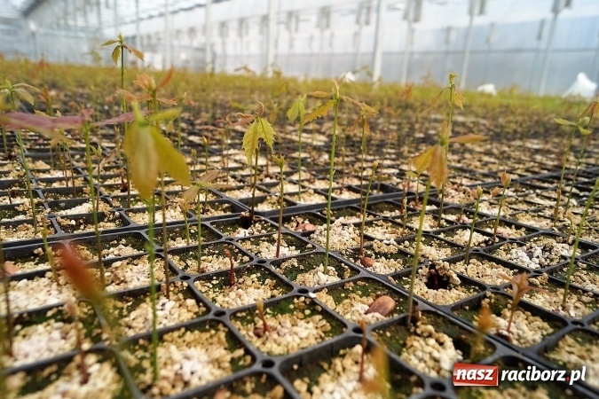 Zdjęcie w galerii na portalu naszraciborz.pl: Siedem milion&oacute;w sadzonek wyprodukuje szk&oacute;łka w Nędzy w tym sezonie wiadomości z regionu