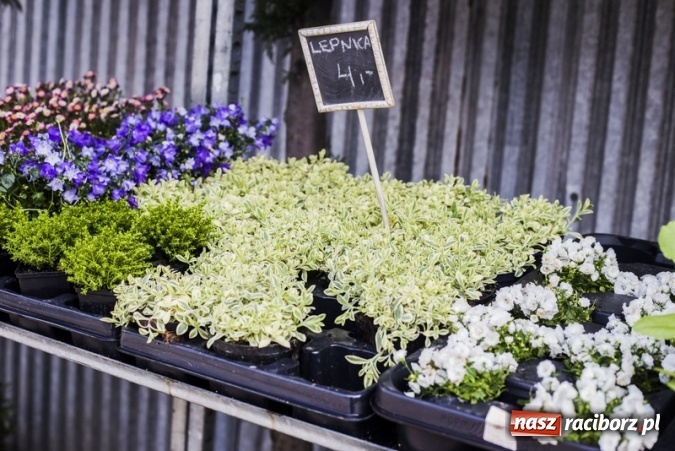 Zdjęcie w galerii na portalu naszraciborz.pl: Zrób sobie wyjątkową wiosnę w sercu, na podwórku i w domu! wiadomości z regionu