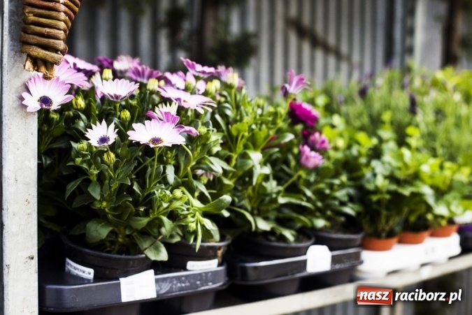 Zdjęcie w galerii na portalu naszraciborz.pl: Zrób sobie wyjątkową wiosnę w sercu, na podwórku i w domu! wiadomości z regionu