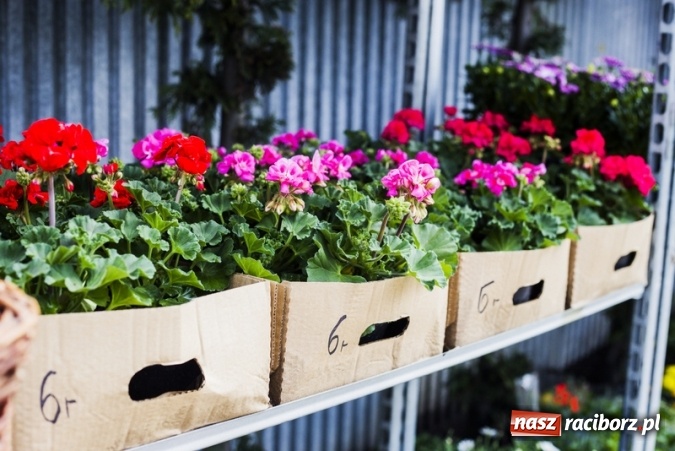 Zdjęcie w galerii na portalu naszraciborz.pl: Zrób sobie wyjątkową wiosnę w sercu, na podwórku i w domu! wiadomości z regionu