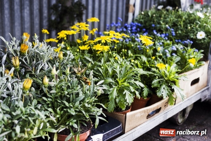 Zdjęcie w galerii na portalu naszraciborz.pl: Zrób sobie wyjątkową wiosnę w sercu, na podwórku i w domu! wiadomości z regionu