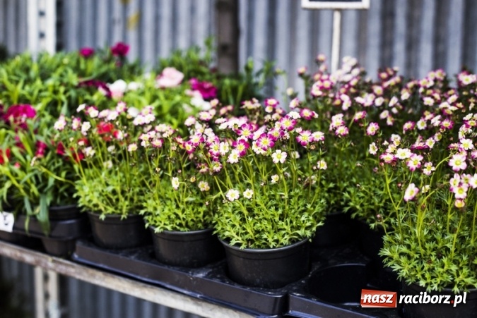 Zdjęcie w galerii na portalu naszraciborz.pl: Zrób sobie wyjątkową wiosnę w sercu, na podwórku i w domu! wiadomości z regionu