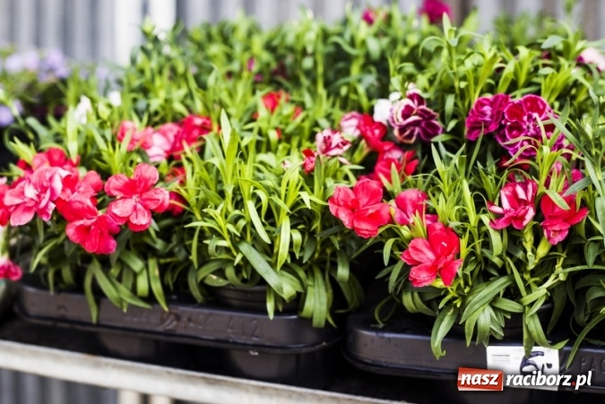 Zdjęcie w galerii na portalu naszraciborz.pl: Zrób sobie wyjątkową wiosnę w sercu, na podwórku i w domu! wiadomości z regionu