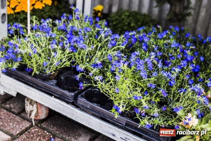 Zdjęcie w galerii na portalu naszraciborz.pl: Zrób sobie wyjątkową wiosnę w sercu, na podwórku i w domu! wiadomości z regionu