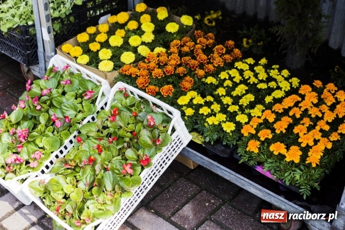 Zdjęcie w galerii na portalu naszraciborz.pl: Zrób sobie wyjątkową wiosnę w sercu, na podwórku i w domu! wiadomości z regionu