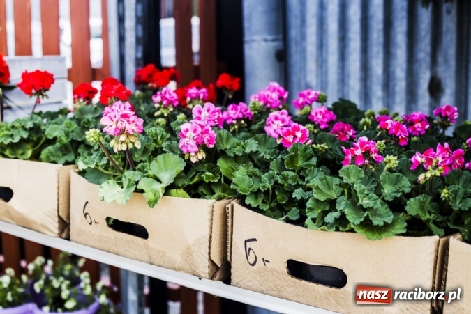 Zdjęcie w galerii na portalu naszraciborz.pl: Zrób sobie wyjątkową wiosnę w sercu, na podwórku i w domu! wiadomości z regionu