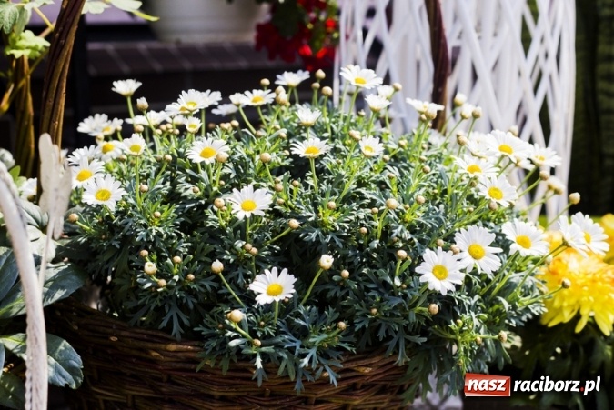 Zdjęcie w galerii na portalu naszraciborz.pl: Zrób sobie wyjątkową wiosnę w sercu, na podwórku i w domu! wiadomości z regionu