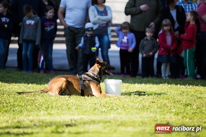 Zdjęcie w galerii na portalu naszraciborz.pl: Piknik dla miłośników militariów i historii w Strzesze wiadomości z regionu