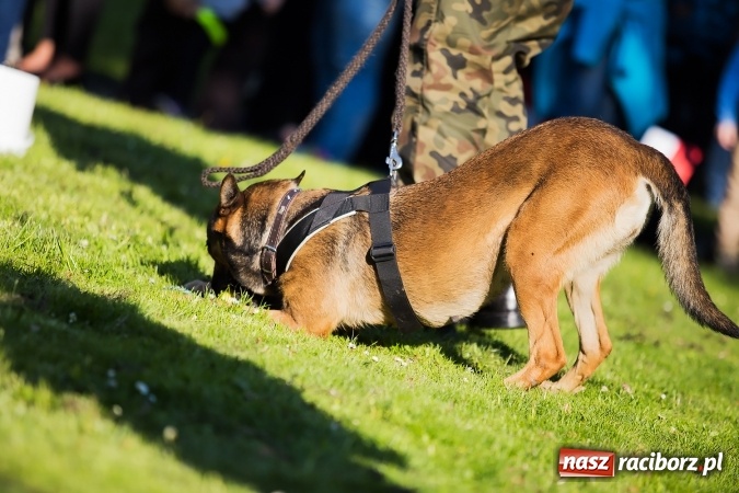 Zdjęcie w galerii na portalu naszraciborz.pl: Piknik dla miłośników militariów i historii w Strzesze wiadomości z regionu
