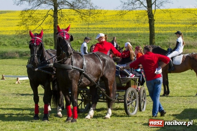 Zdjęcie w galerii na portalu naszraciborz.pl: Siodła, wozy i bryczki, czyli ostra rywalizacja na kornickiej maj&oacute;wce wiadomości z regionu