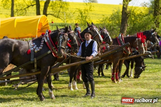 Zdjęcie w galerii na portalu naszraciborz.pl: Siodła, wozy i bryczki, czyli ostra rywalizacja na kornickiej maj&oacute;wce wiadomości z regionu