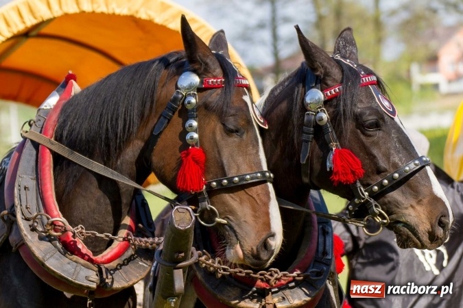 Zdjęcie w galerii na portalu naszraciborz.pl: Siodła, wozy i bryczki, czyli ostra rywalizacja na kornickiej maj&oacute;wce wiadomości z regionu