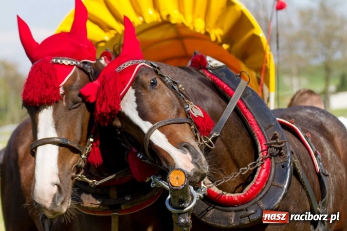 Zdjęcie w galerii na portalu naszraciborz.pl: Siodła, wozy i bryczki, czyli ostra rywalizacja na kornickiej maj&oacute;wce wiadomości z regionu