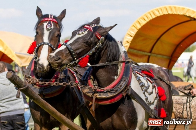 Zdjęcie w galerii na portalu naszraciborz.pl: Siodła, wozy i bryczki, czyli ostra rywalizacja na kornickiej maj&oacute;wce wiadomości z regionu