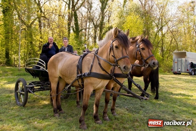 Zdjęcie w galerii na portalu naszraciborz.pl: Siodła, wozy i bryczki, czyli ostra rywalizacja na kornickiej maj&oacute;wce wiadomości z regionu