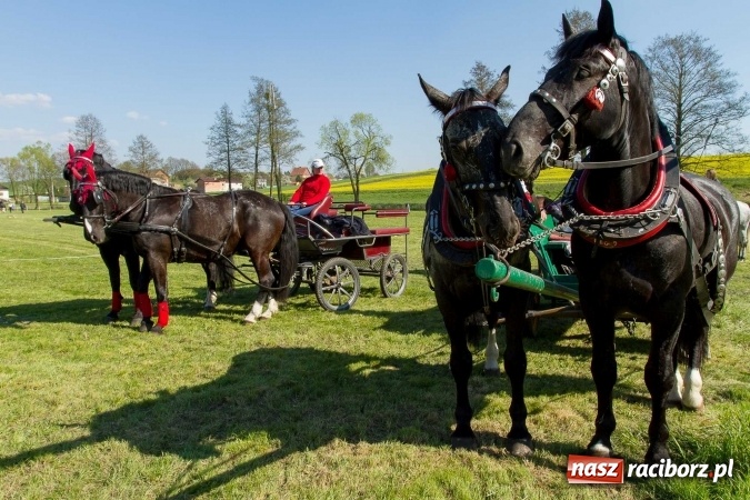 Zdjęcie w galerii na portalu naszraciborz.pl: Siodła, wozy i bryczki, czyli ostra rywalizacja na kornickiej maj&oacute;wce wiadomości z regionu