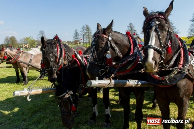 Zdjęcie w galerii na portalu naszraciborz.pl: Siodła, wozy i bryczki, czyli ostra rywalizacja na kornickiej maj&oacute;wce wiadomości z regionu