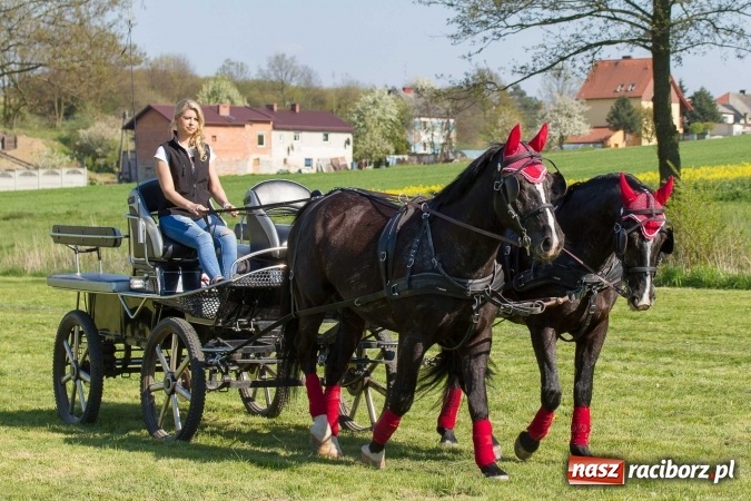 Zdjęcie w galerii na portalu naszraciborz.pl: Siodła, wozy i bryczki, czyli ostra rywalizacja na kornickiej maj&oacute;wce wiadomości z regionu