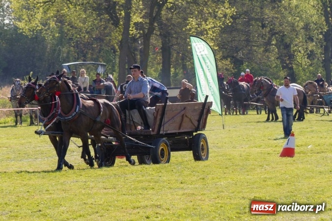 Zdjęcie w galerii na portalu naszraciborz.pl: Siodła, wozy i bryczki, czyli ostra rywalizacja na kornickiej maj&oacute;wce wiadomości z regionu