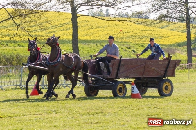 Zdjęcie w galerii na portalu naszraciborz.pl: Siodła, wozy i bryczki, czyli ostra rywalizacja na kornickiej maj&oacute;wce wiadomości z regionu