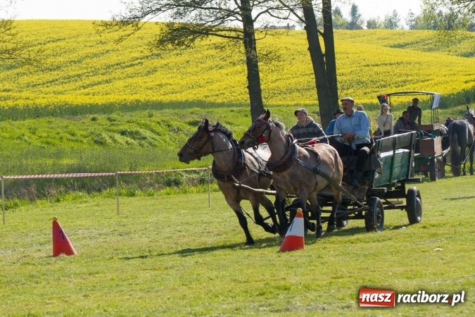 Zdjęcie w galerii na portalu naszraciborz.pl: Siodła, wozy i bryczki, czyli ostra rywalizacja na kornickiej maj&oacute;wce wiadomości z regionu