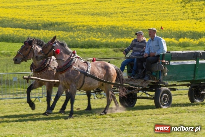 Zdjęcie w galerii na portalu naszraciborz.pl: Siodła, wozy i bryczki, czyli ostra rywalizacja na kornickiej maj&oacute;wce wiadomości z regionu