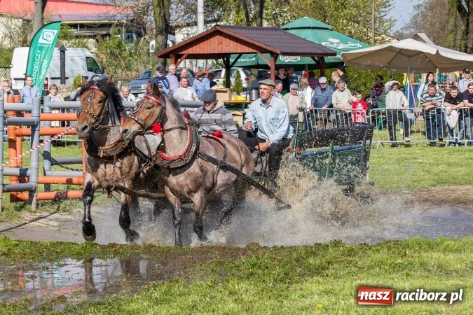 Zdjęcie w galerii na portalu naszraciborz.pl: Siodła, wozy i bryczki, czyli ostra rywalizacja na kornickiej maj&oacute;wce wiadomości z regionu