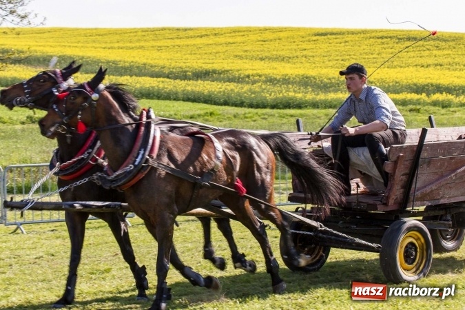 Zdjęcie w galerii na portalu naszraciborz.pl: Siodła, wozy i bryczki, czyli ostra rywalizacja na kornickiej maj&oacute;wce wiadomości z regionu