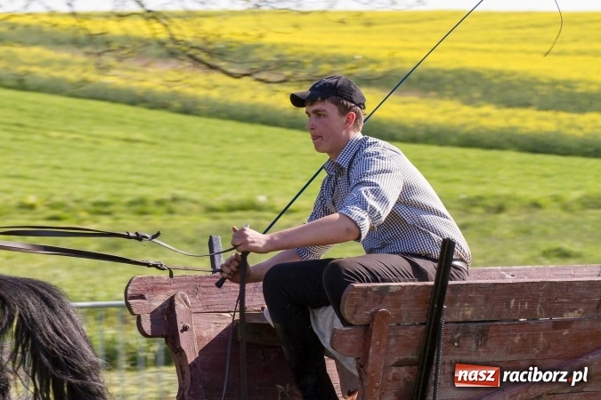 Zdjęcie w galerii na portalu naszraciborz.pl: Siodła, wozy i bryczki, czyli ostra rywalizacja na kornickiej maj&oacute;wce wiadomości z regionu